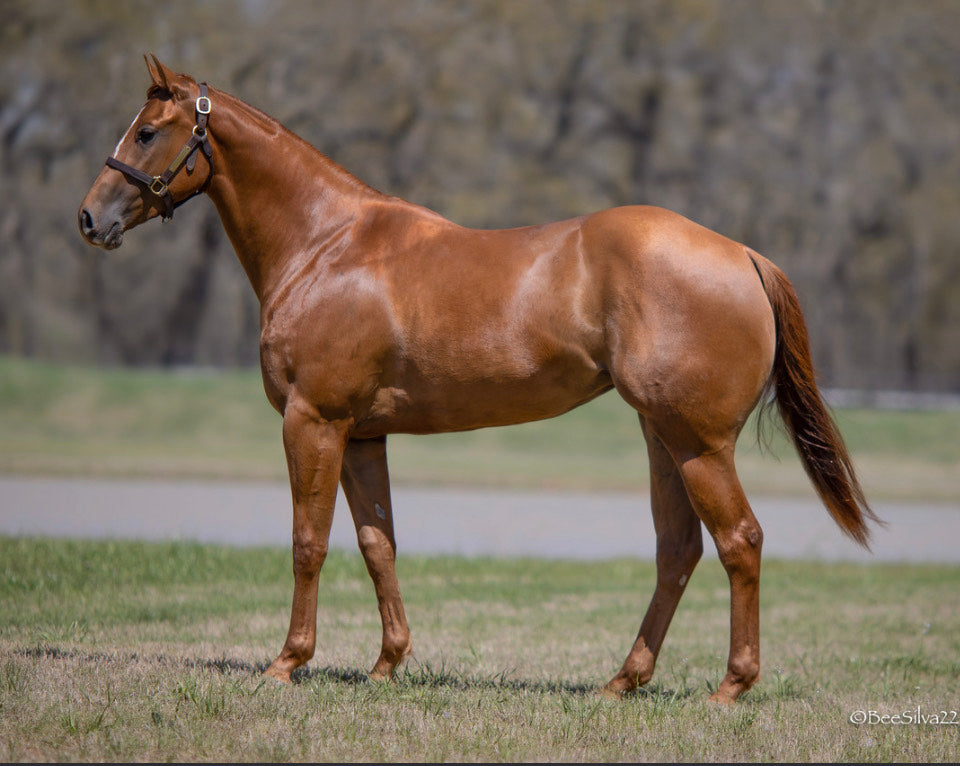 2025 Adios Pantalones X Mirakul Colt