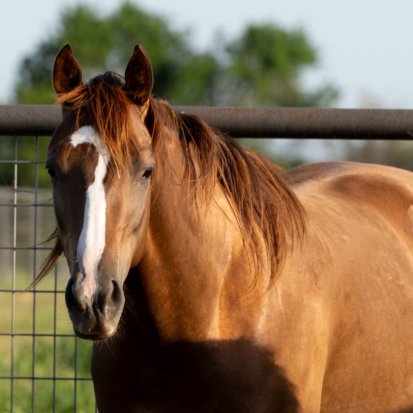 Pistol (Full Sister to Stella)