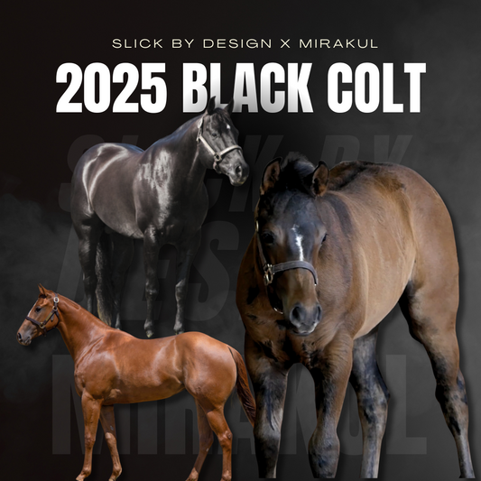 2025 Black Stud Colt by Slick By Design x Mirakul
