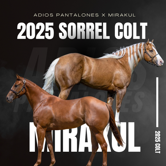 2025 Adios Pantalones X Mirakul Colt