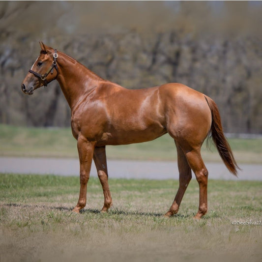 Mirakul 2019 Sorrel Mare