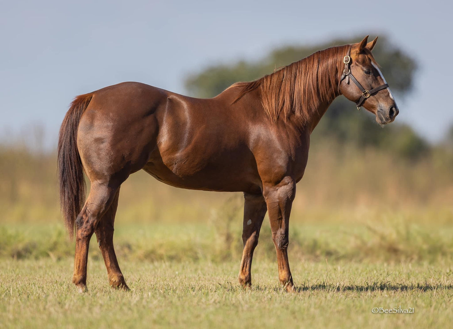 GoGo Fame x Epic Leader Foal in-utero