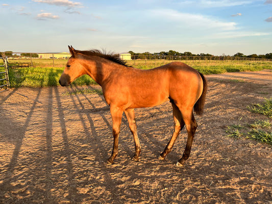 Exceptional 2024 Yearling Buckskin Colt  Sired by Ain't Seen Nothin Yet, Out of Futurity Champion Hello Stella